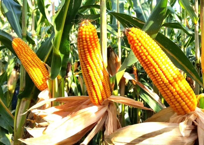 Corteva підтверджує своє лідерство на ринку насіння кукурудзи
