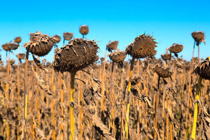 Illustration of scenics fields with ripe sunflowers
