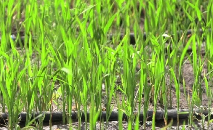 На Одещині вперше вирощують рис за допомогою крапельного зрошування