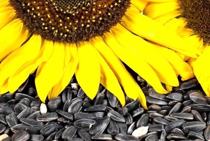 Обсяги переробки соняшнику в Україні перевищують очікування