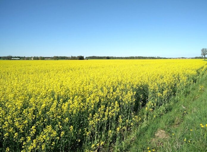 Після падіння в Україні починають зростати ціни на ріпак