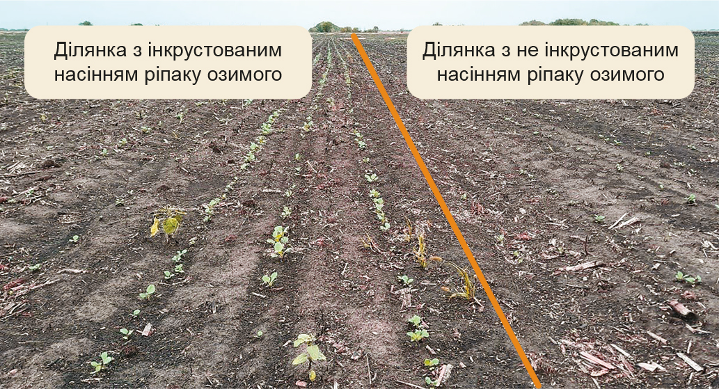 Пошук шляхів отримання повноцінних сходів ріпаку озимого в посушливі роки-8 Пошук шляхів отримання повноцінних сходів ріпаку озимого в посушливі роки-8