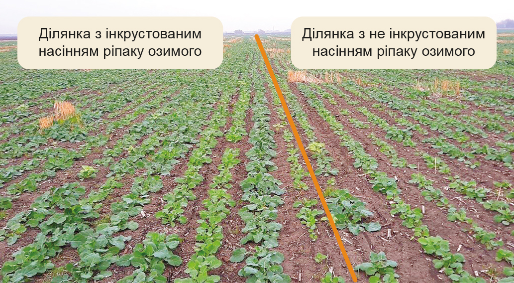 Пошук шляхів отримання повноцінних сходів ріпаку озимого в посушливі роки-9 Пошук шляхів отримання повноцінних сходів ріпаку озимого в посушливі роки-9
