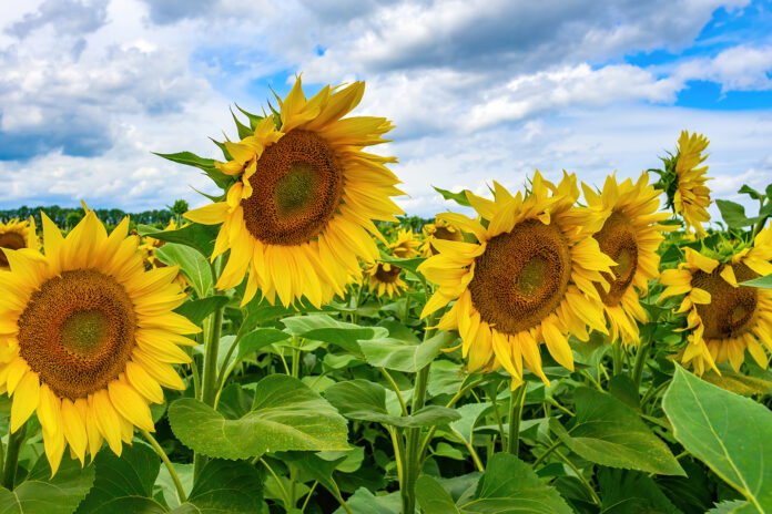 Beautiful sunflower field against picturesque cloudy sky