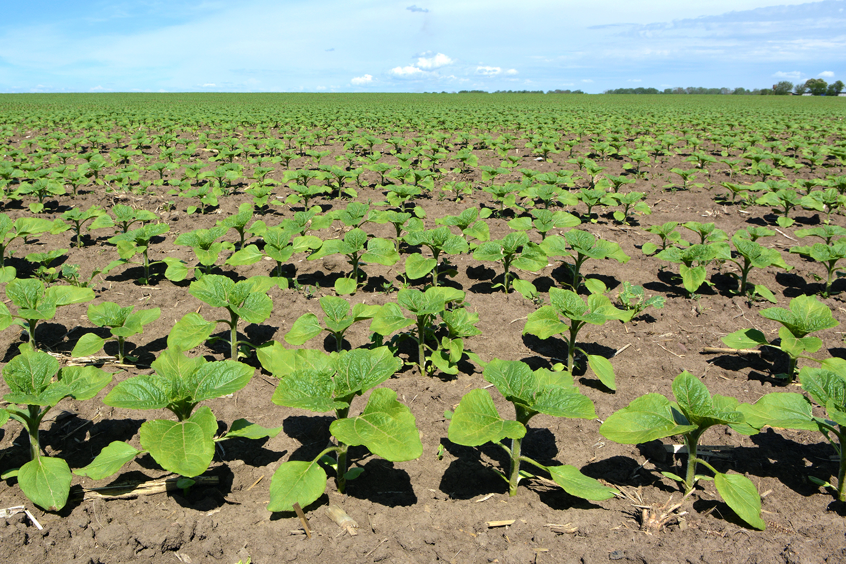 Sunflower grows on a farm field. Sunflower grows on a farm field.