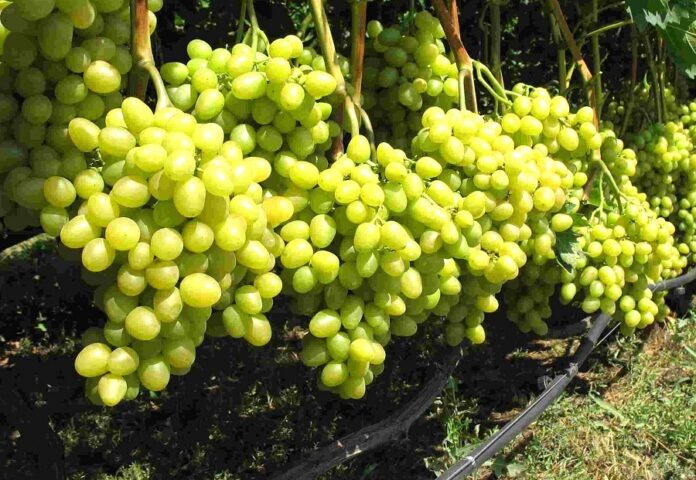 В Україні прогнозують менший урожай винограду
