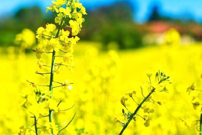 В Україні зросли закупівельні ціни на ріпак