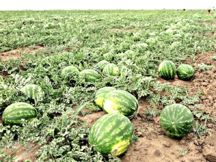 Херсонський кавун набув особливого статусу
