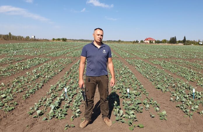 Пізній посів ріпаку – на що звернути увагу агрономам