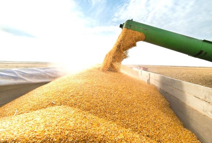 Ціни на фуражну пшеницю майже зрівнялась з цінами на продовольчу