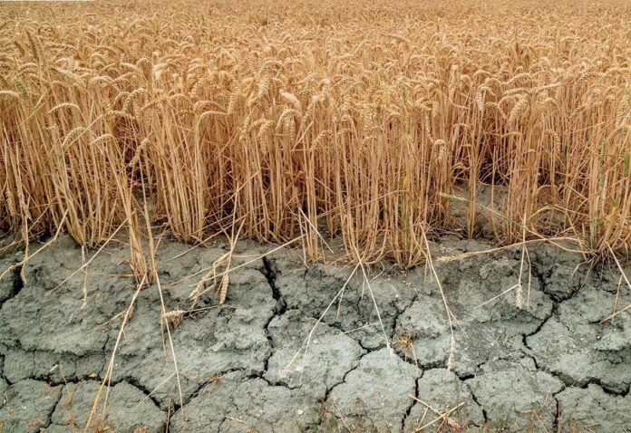 Цьогорічна посуха може вплинути на врожай сг культур у 2025 році