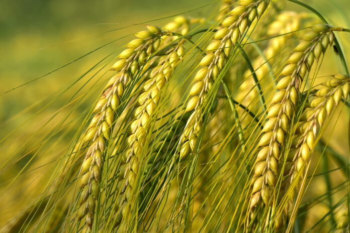 Closeup of fresh cereal ears on the field in the evening sun