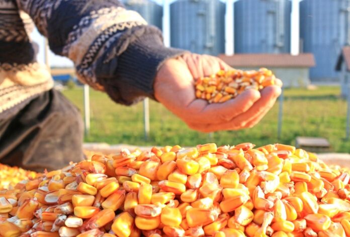 Українські аграрії збільшать площі сівби кукурудзи у 2025 році через високу цінову кон’юнктуру