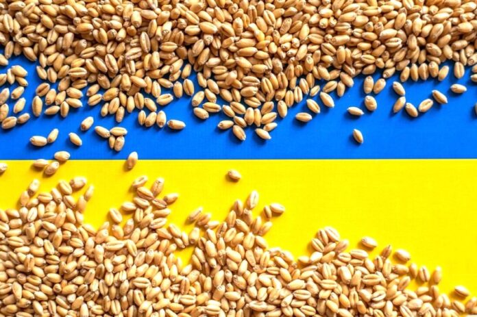 Актуальні дані зі збору врожаю та експорту зернових культур в Україні: статистика 2024 року