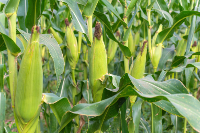 Corn field in agricultural rural landscape.