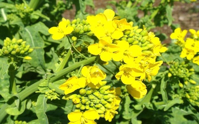Цього площі під гірчицею скоротилися майже наполовину