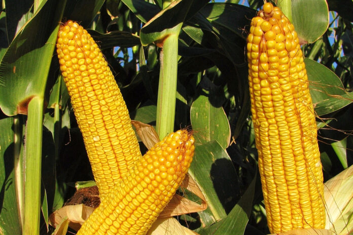 corn_