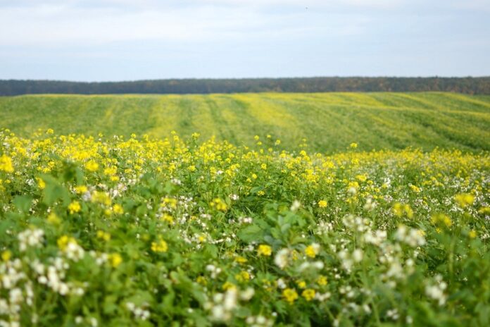 ReAgro25 Конференція з регенеративного землеробства у новому форматі