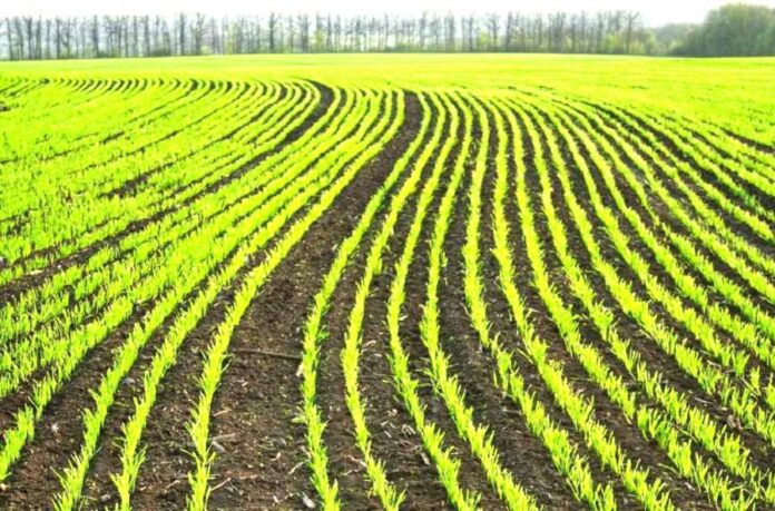 В Україні досить складна ситуація з посівами озимих культур, – агроном