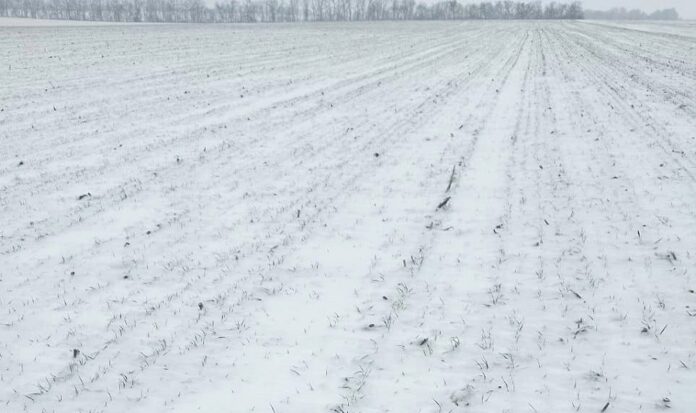 У Групі «Агротрейд» стартувало раннє підживлення озимих культур