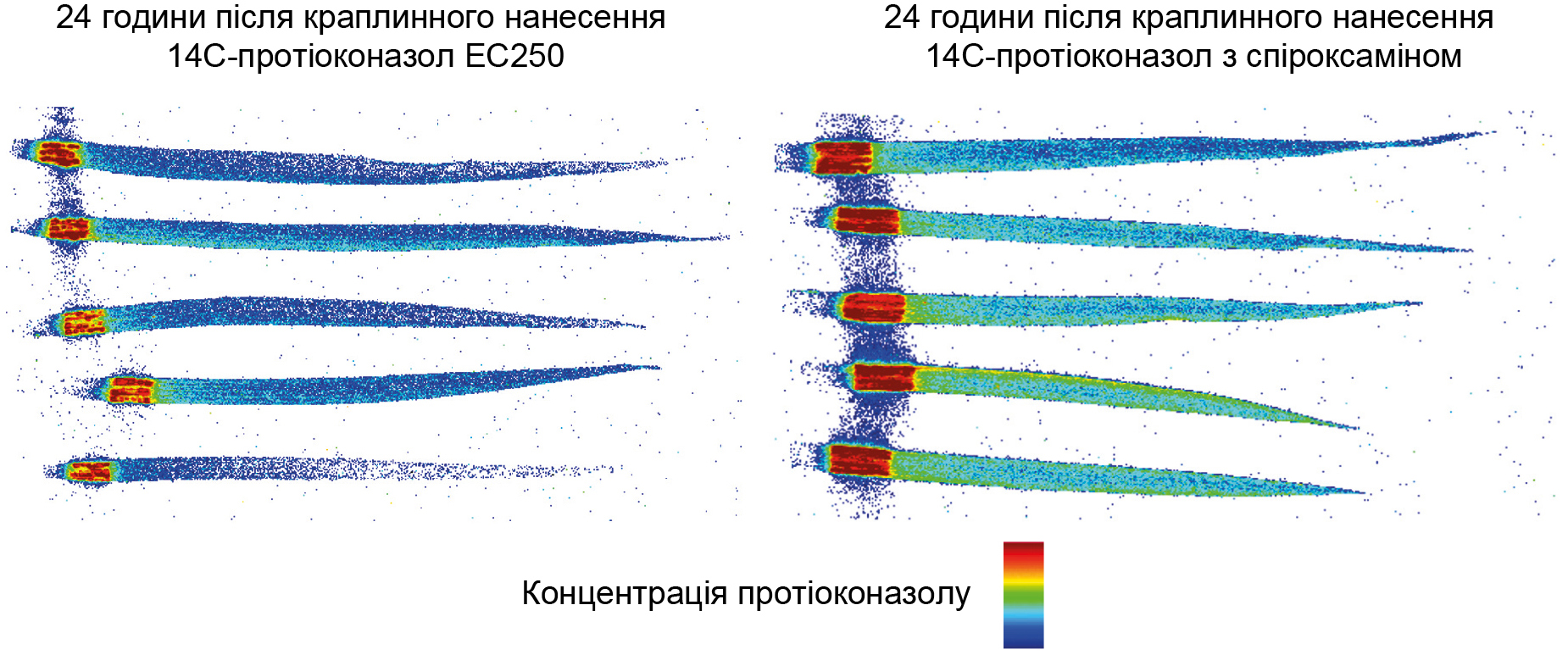 Як бути із озимими 4 Як бути із озимими 4