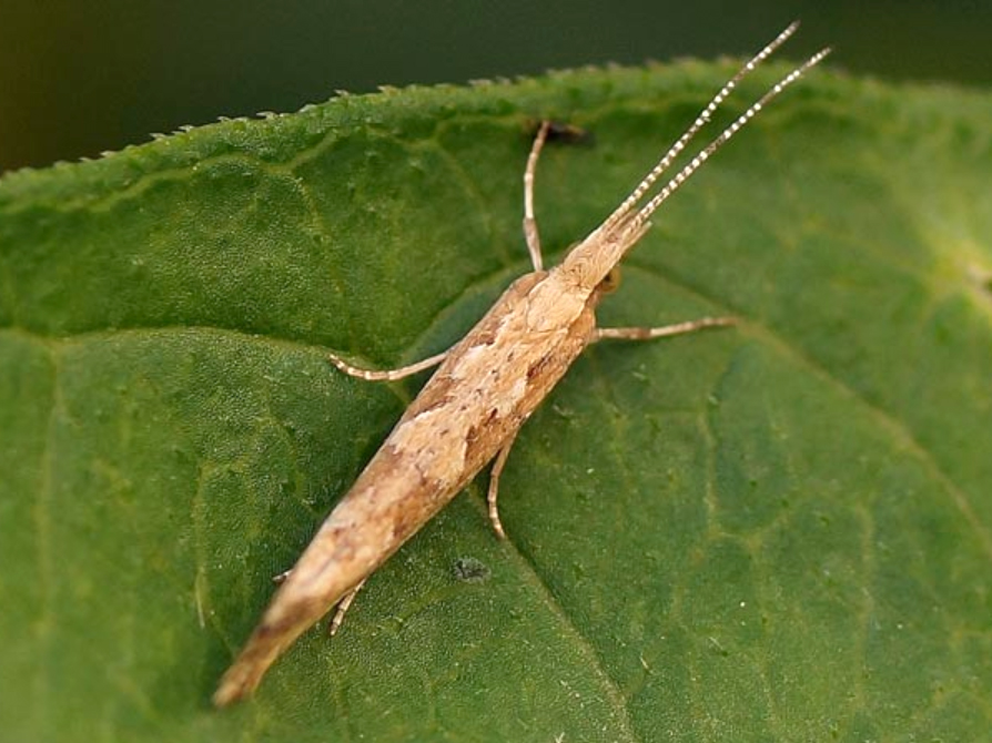 Імаго (метелики) капустяної молі (Plutella xylostella) сіро-коричневого кольору, їх довжина 10 мм. По центру спини в них є біла ромбоподібна смуга нерівномірної ширини, коли крила складені над тілом Імаго (метелики) капустяної молі (Plutella xylostella) сіро-коричневого кольору, їх довжина 10 мм. По центру спини в них є біла ромбоподібна смуга нерівномірної ширини, коли крила складені над тілом