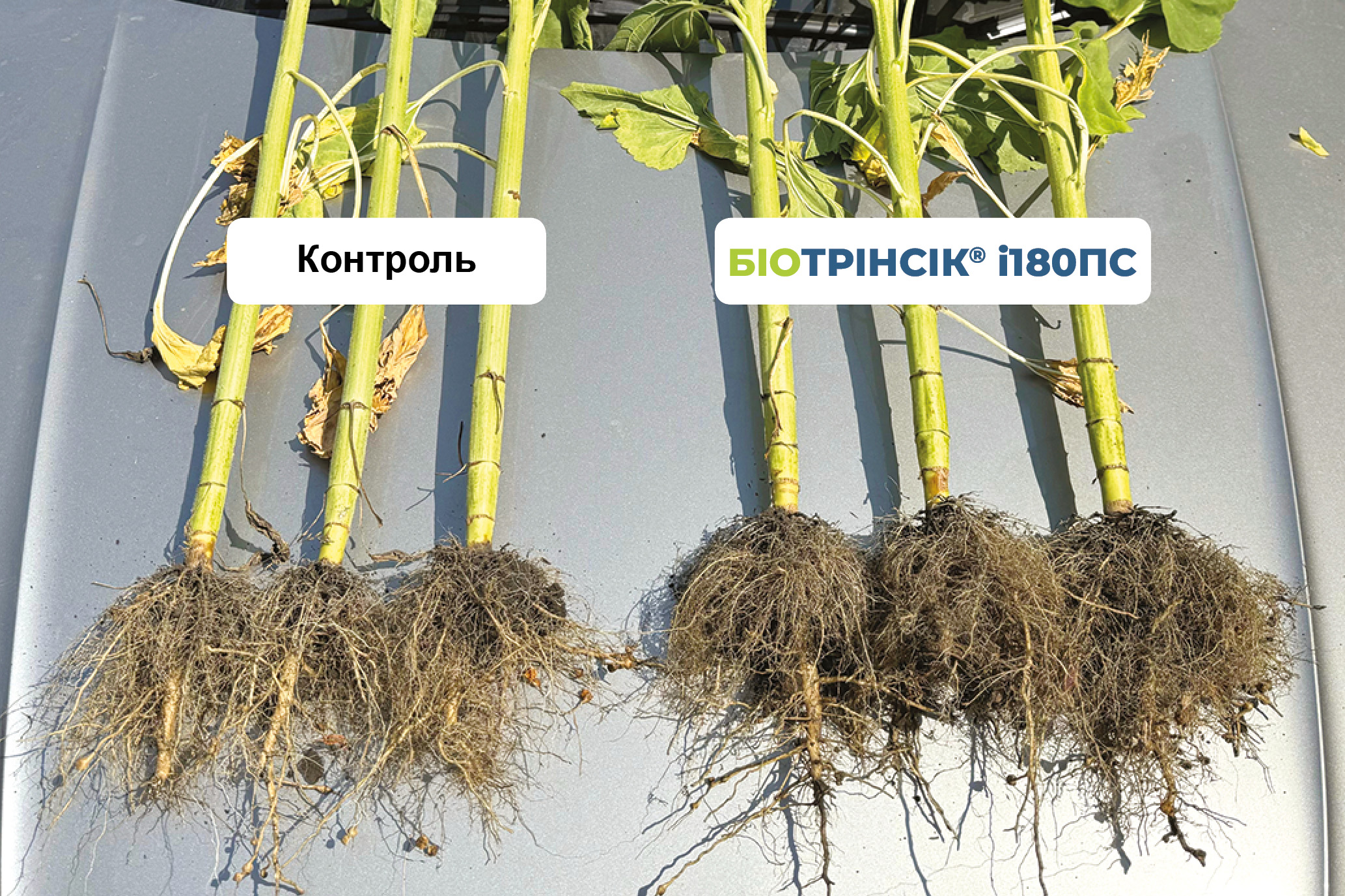 Біотрінсік 2 Біотрінсік 2