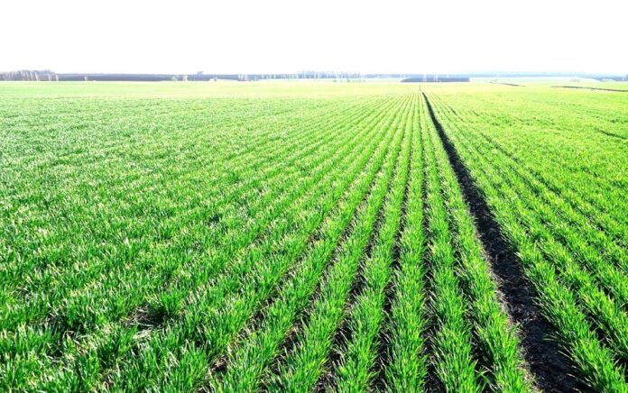 Озимі культури в Україні наприкінці лютого перебували у стані зимового спокою
