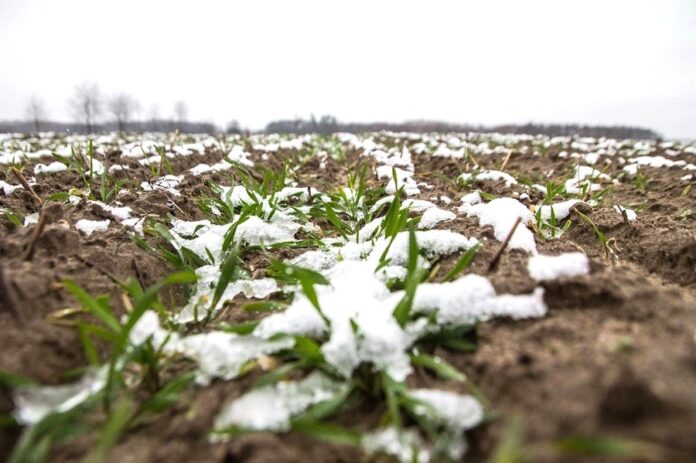 Прогноз похолодання ризики для сільськогосподарських культур