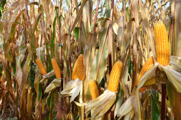 Розвиток портфоліо crop_corn_es_tourmaline_cobs