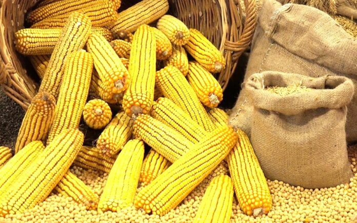 В Україні знизилися закупівельні ціни на кукурудзу