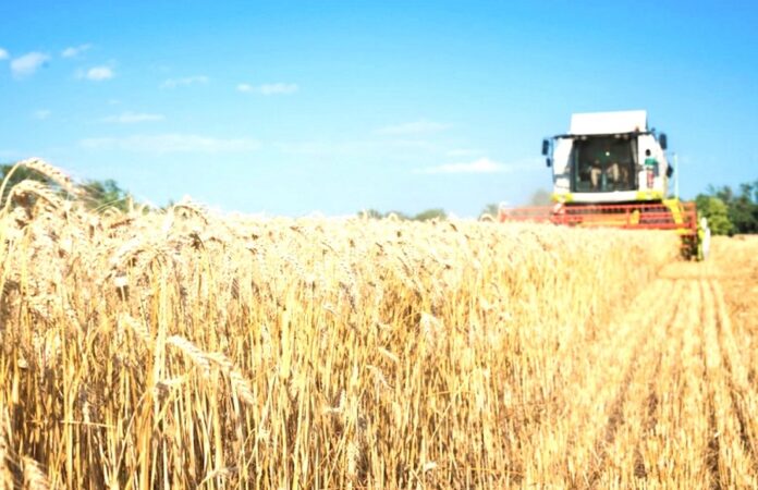 У ФАО спрогнозували урожай пшениці в Україні в 2025 році