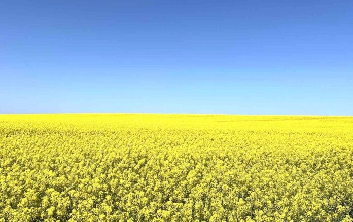 Як захистити ріпак після квітневих приморозків - експертні поради