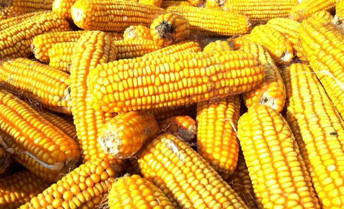 Падіння експортного попиту на українську кукурудзу та пшеницю опускає закупівельні ціни