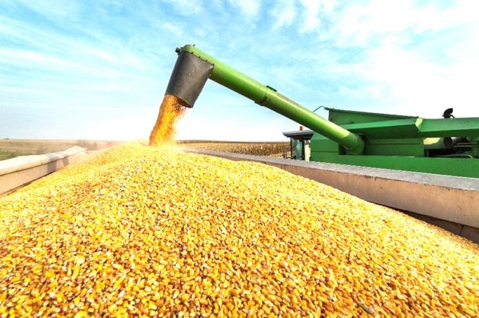 USDA спрогнозувало в Україні урожай зернових цього року