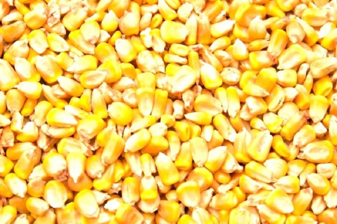 В Україні триває поступове зниження цін на фуражну кукурудзу