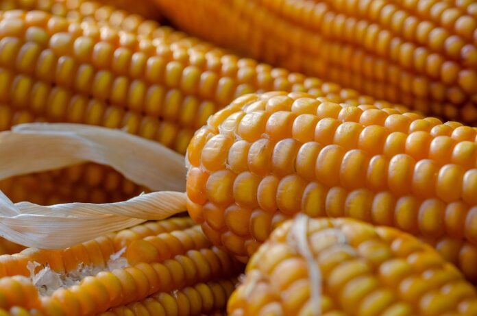 В Україні знижуються ціни на кукурудзу