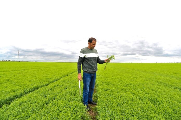 В агрохолдингу Tekom Agro Group вирощують сочевицю