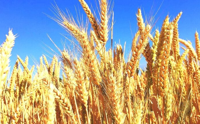 Як цьогорічна посуха може вплинути на виробництво пшениці