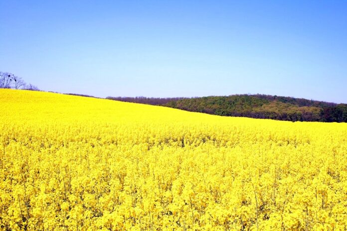 Corteva Agriscience представляє українським аграріям інноваційні гібриди озимого ріпаку