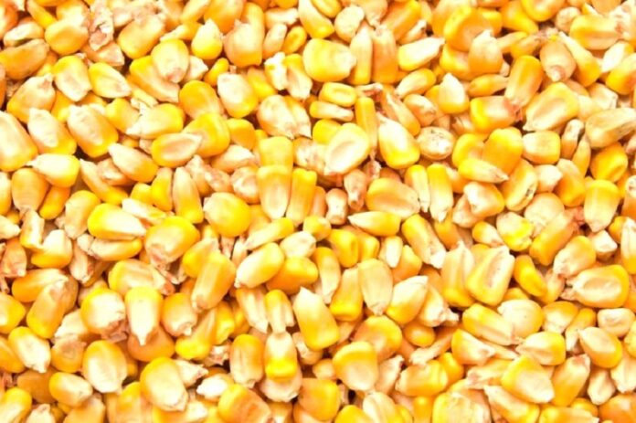 В українських портах дешевшає фуражна кукурудза