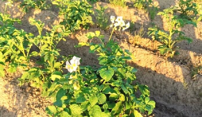 Як ґрунтове біорізноманіття змінює майбутнє сг уроки проєкту SoildiverAgro