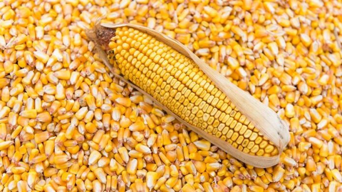 Активність продавців кукурудзи нового врожаю зросла
