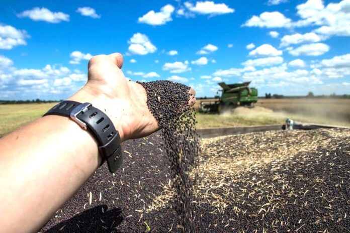 Експорт ріпаку з України у 202425 МР знизився до трирічного мінімуму