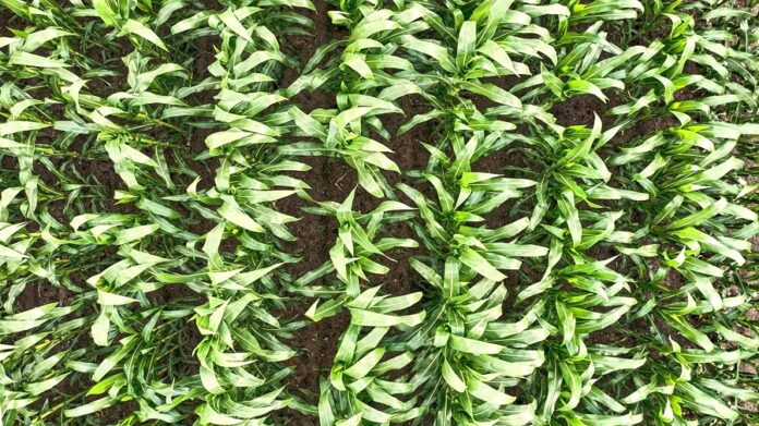 Компанії KWS та Limagrain продають спільне підприємство AgReliant Genetics