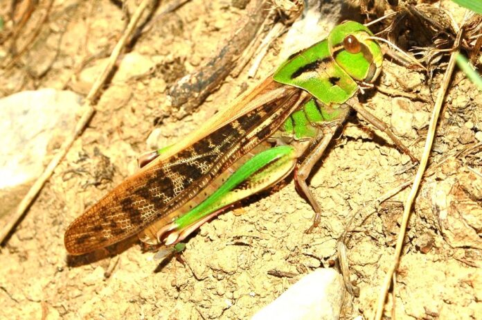 Acrididae - Locusta migratoria