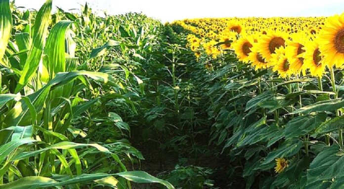 На Сумщині заборонили вирощувати кукурудзу та соняшник