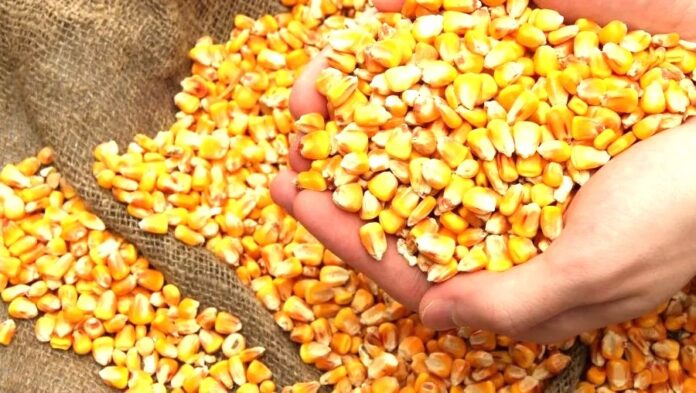 На українському експортному ринку подорожчала кукурудза врожаю-2025