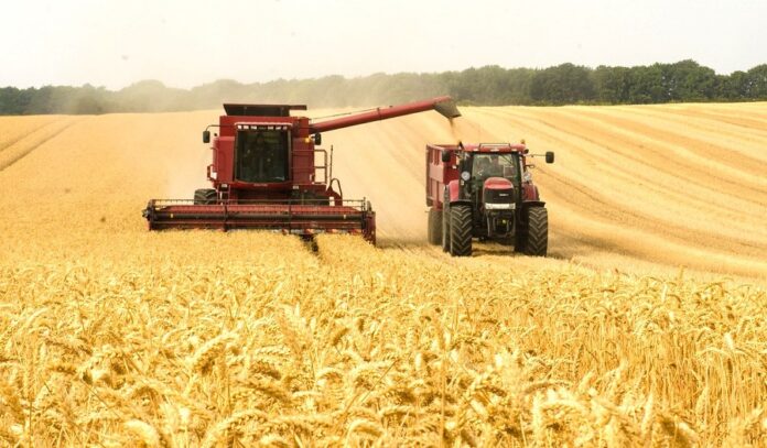 Пшениця дорожчає аграрії утримують зерно, трейдери підвищують ціни (3)