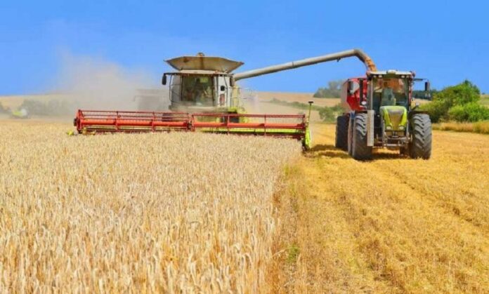 Цьогоріч рекордів по врожайності пшениці не буде, - аналітики